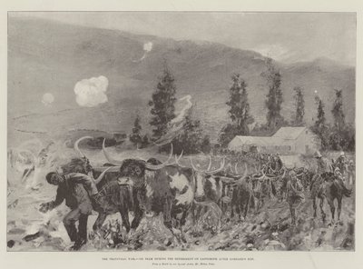 La guerra del Transvaal, squadra di buoi durante il ritiro su Ladysmith dopo Lombard